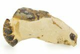 Eocene Lobster (Hoploparia) Fossil - England #351031-1